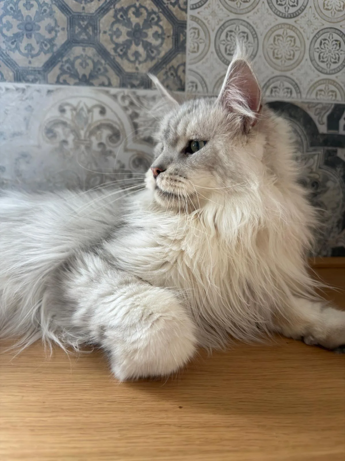 Aslan of Flaming Moon – Maine Coon, black silver shaded – Foto 2