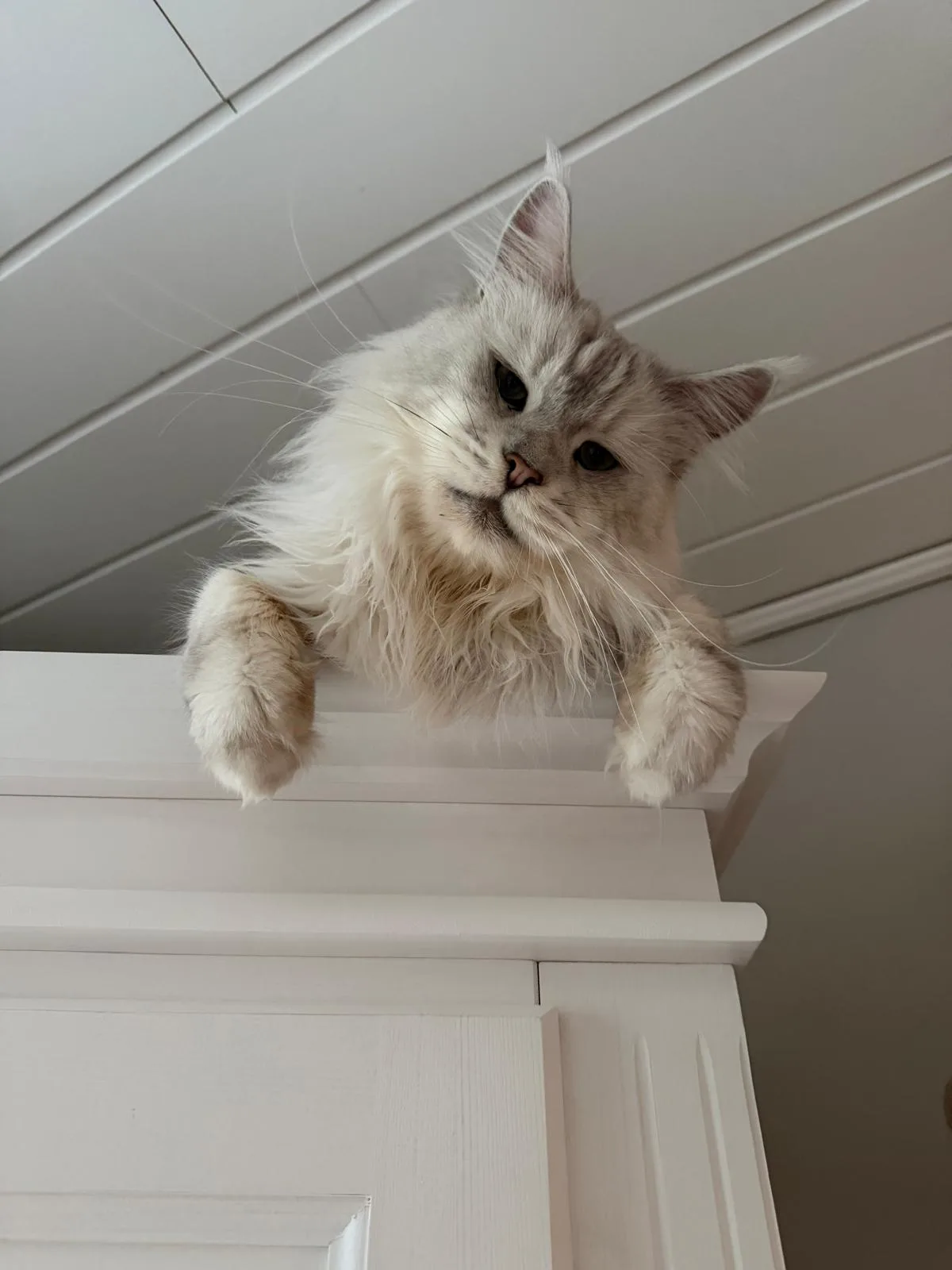 Aslan of Flaming Moon – Maine Coon, black silver shaded – Foto 3