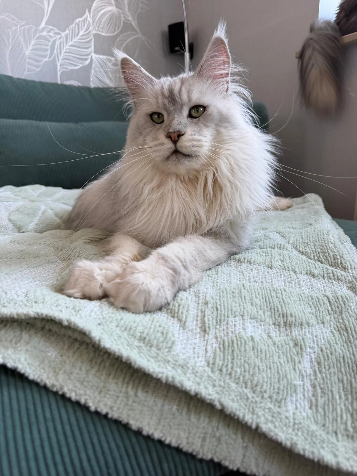 Aslan of Flaming Moon – Maine Coon, black silver shaded – Foto 4
