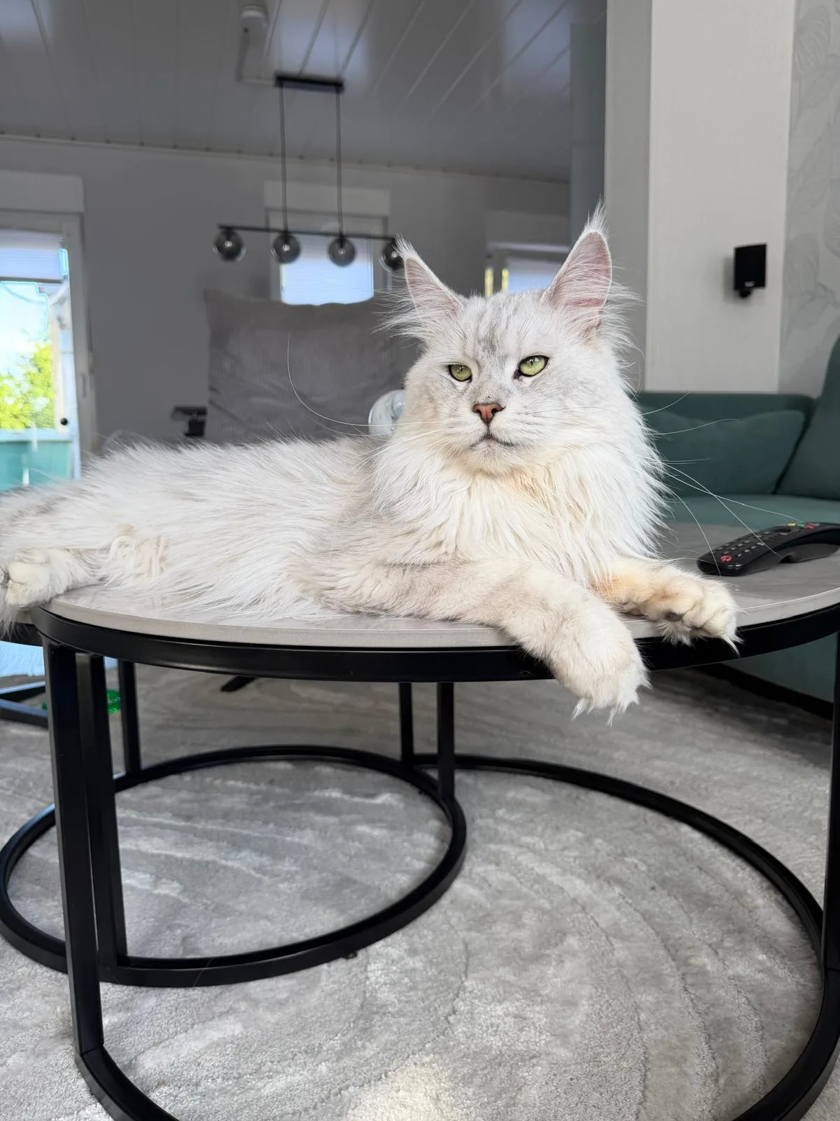 Aslan of Flaming Moon