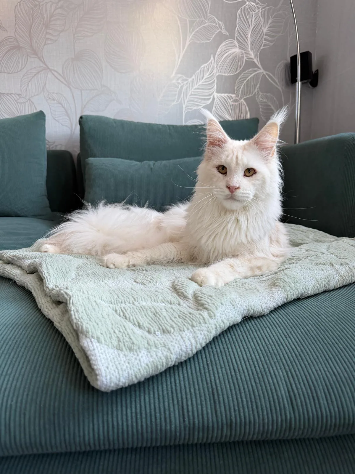 Barney of Flaming Moon – Maine Coon, red silver shaded – Foto 2