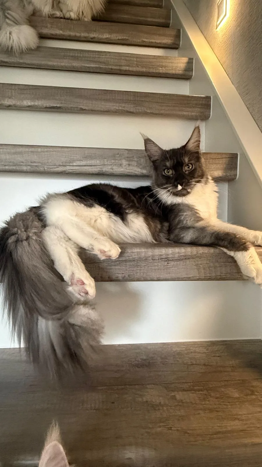 Candy von der Potterbande – Maine Coon, black smoke white – Foto 2