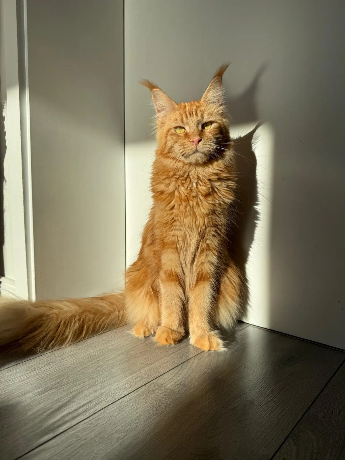 Fanta von der Potterbande – Maine Coon, Red Tabby – Foto 3