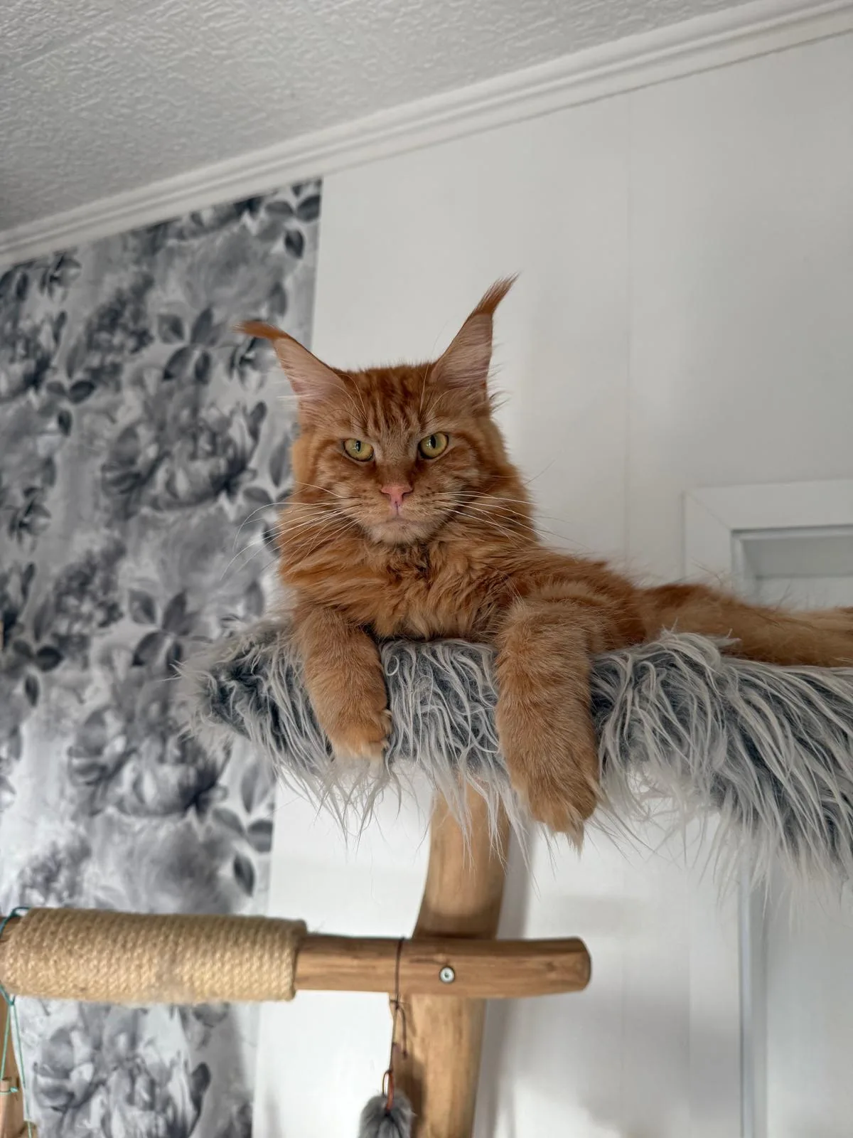Fanta von der Potterbande – Maine Coon, Red Tabby – Foto 4