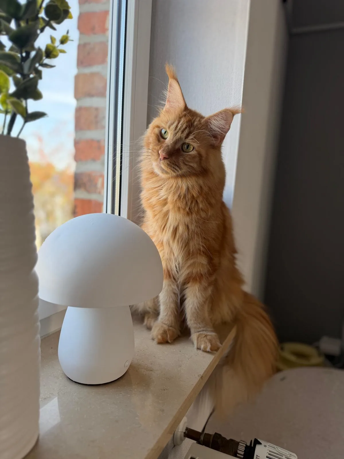 Fanta von der Potterbande – Maine Coon, Red Tabby