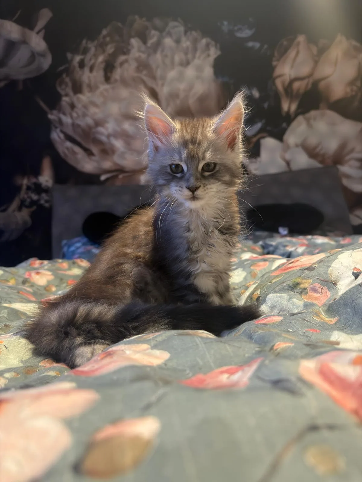 Finley von der Potterbande – Maine Coon Kitten, black silber tabby – Foto 2