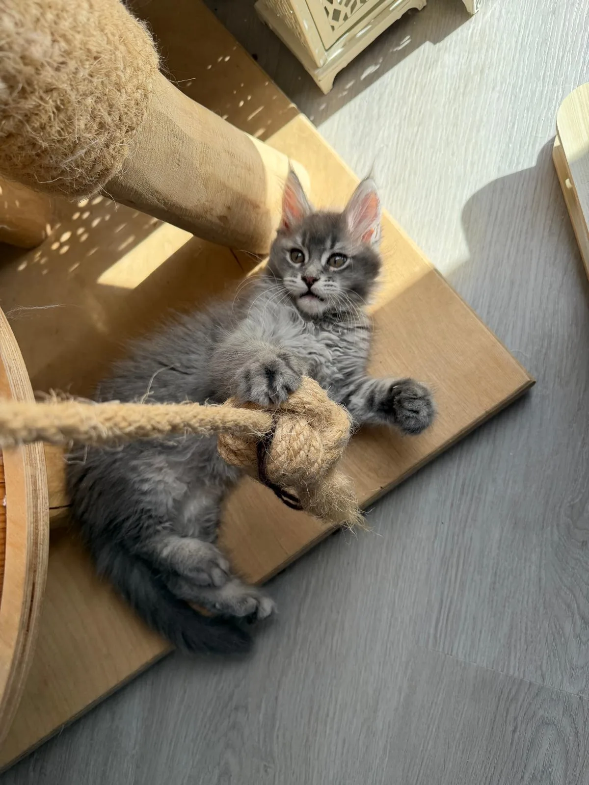 Fridolin von der Potterbande – Maine Coon Kitten, blue silver tabby – Foto 2