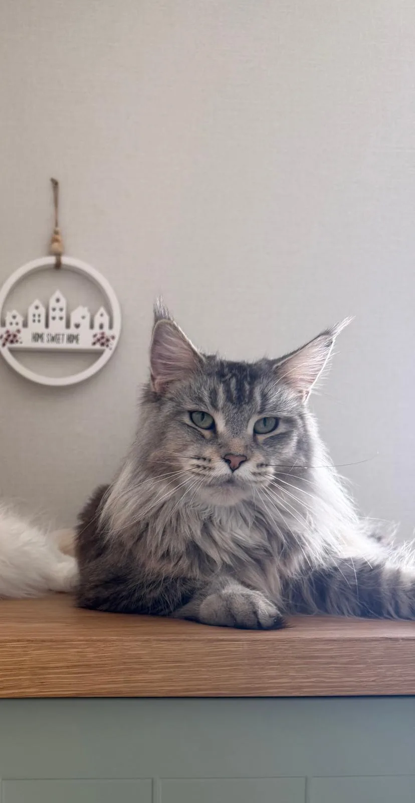 Judy of Flaming Moon – Maine Coon, Black Silver Tabby – Foto 2
