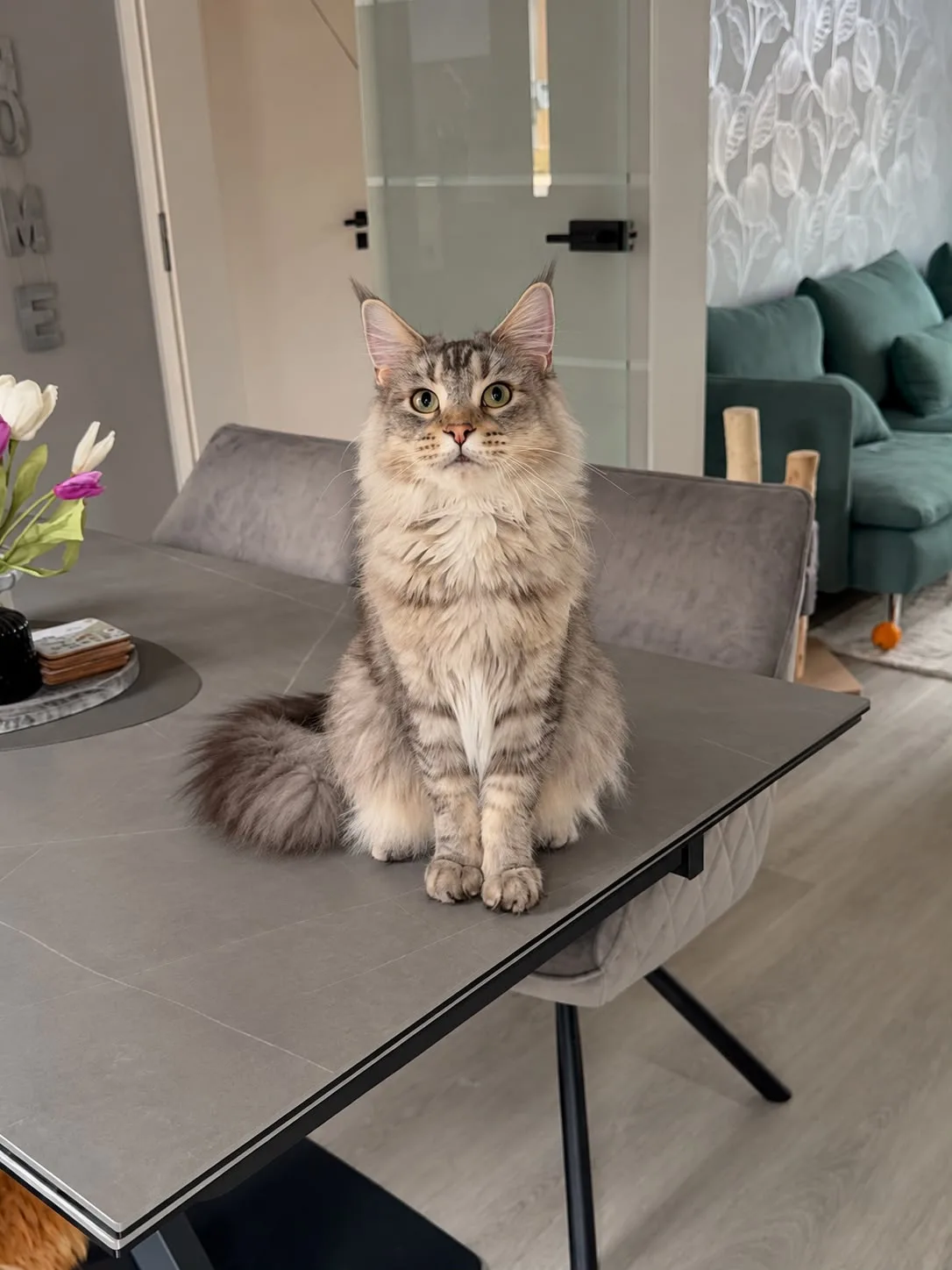 Judy of Flaming Moon – Maine Coon, Black Silver Tabby