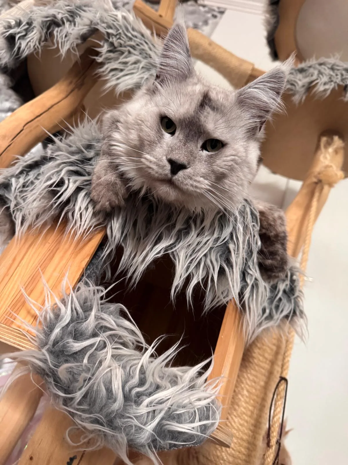 von der Potterbande – Maine Coon, black smoke