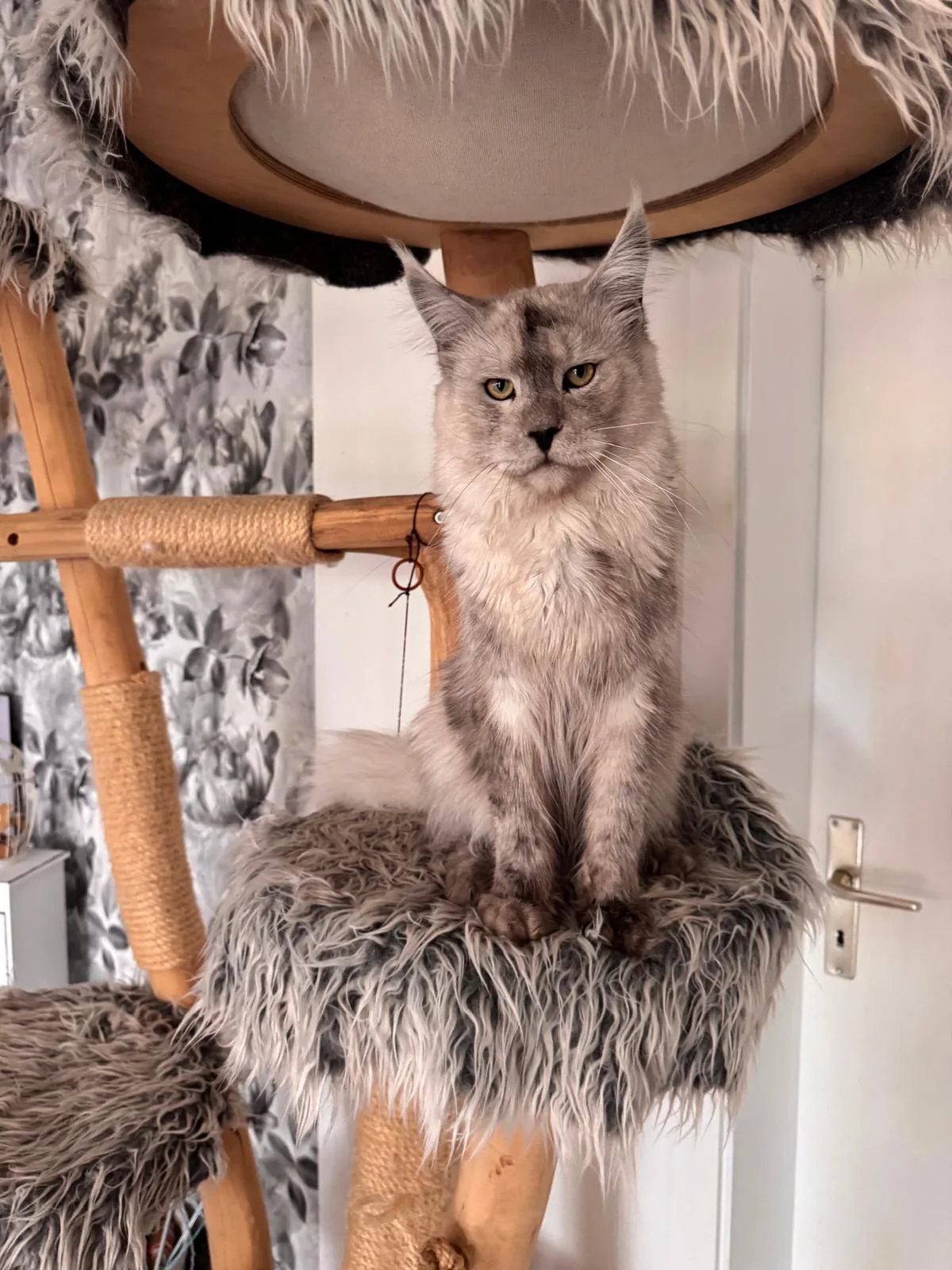 von der Potterbande – Maine Coon, black smoke – Foto 2