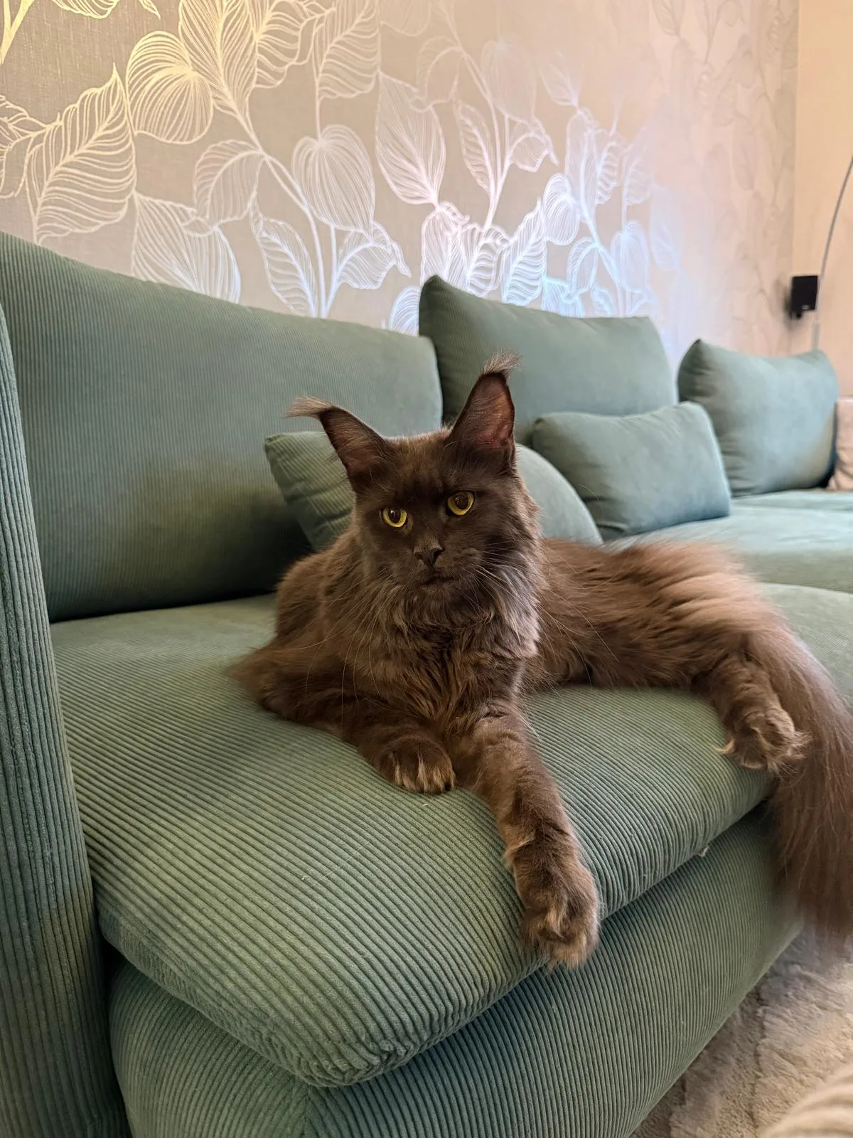 Nintendo of Flaming Moon – Maine Coon, blue smoke – Foto 2