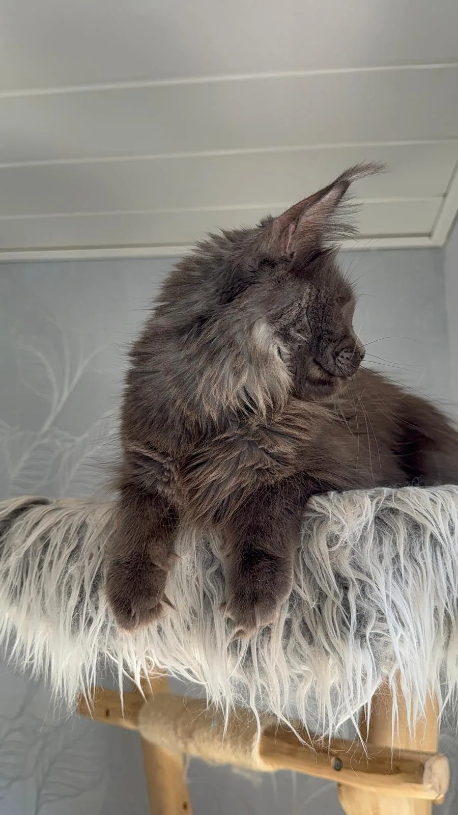 Nintendo of Flaming Moon – Maine Coon, blue smoke – Foto 3