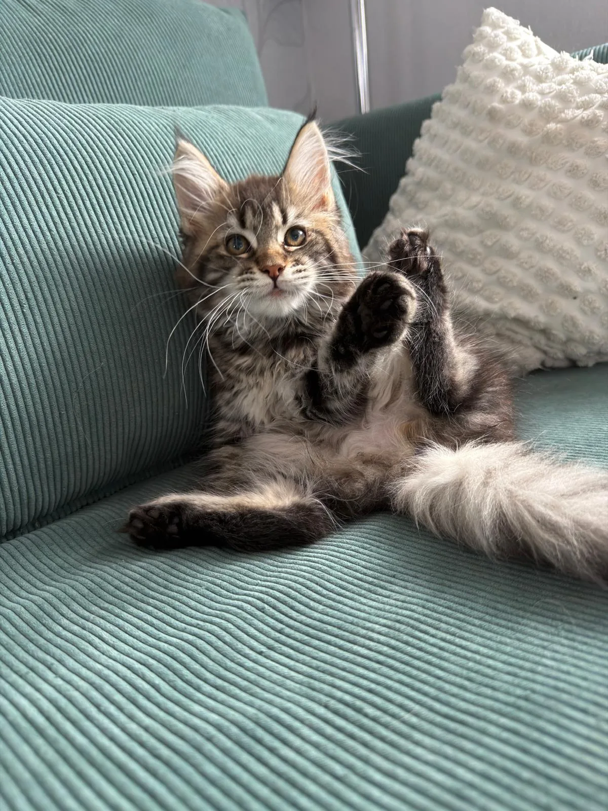 Nori von der Potterbande – Maine Coon Kitten, Black Tabby – Foto 2