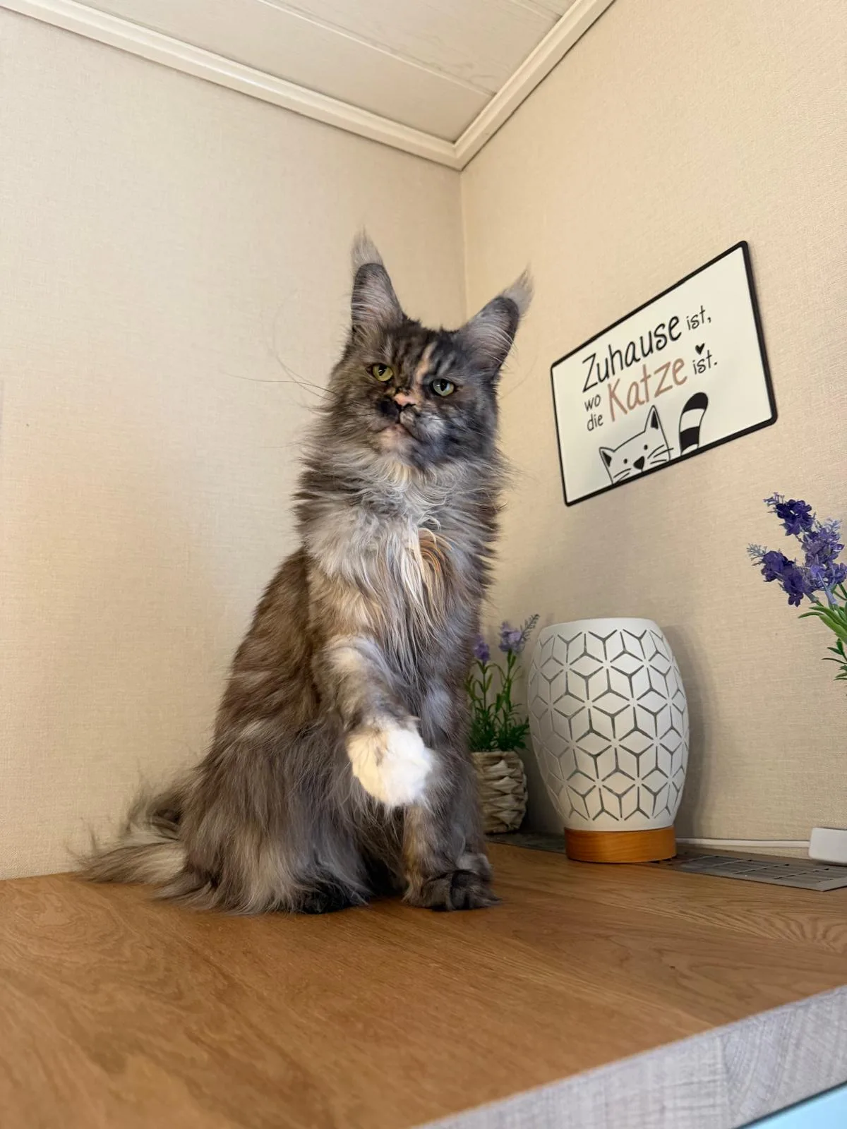 Ophelia von Champion meines Herzens – Maine Coon, Black Tortie smoke – Foto 2