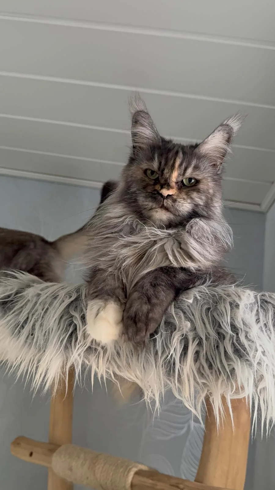 Ophelia von Champion meines Herzens – Maine Coon, Black Tortie smoke – Foto 3