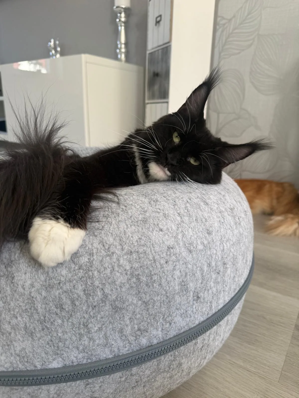 Monarch Hills Rowena Ravenclaw – Maine Coon, Black White – Foto 2