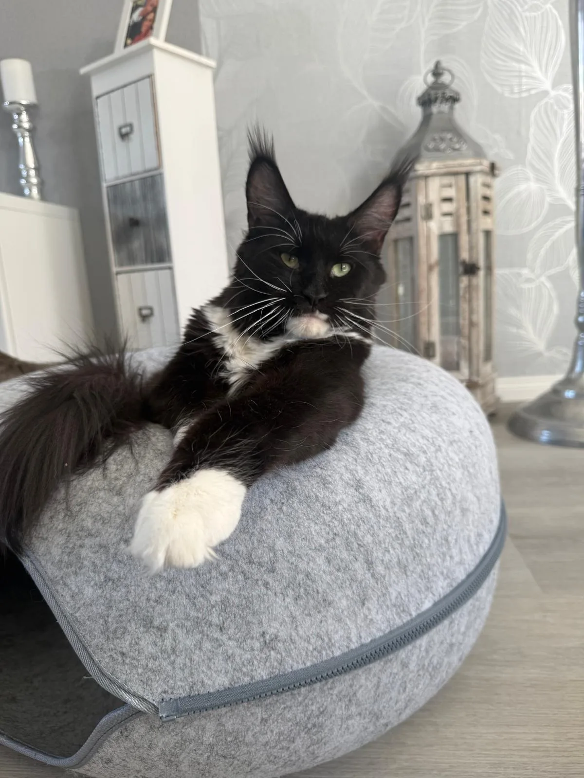 Monarch Hills Rowena Ravenclaw – Maine Coon, Black White – Foto 3