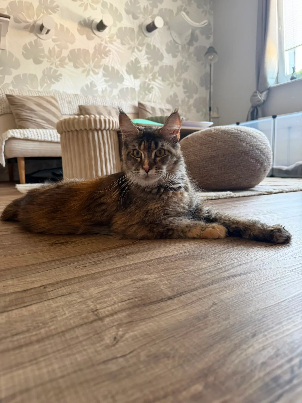Wilma of Flamig Moon – Maine Coon, Black Torbie – Foto 3