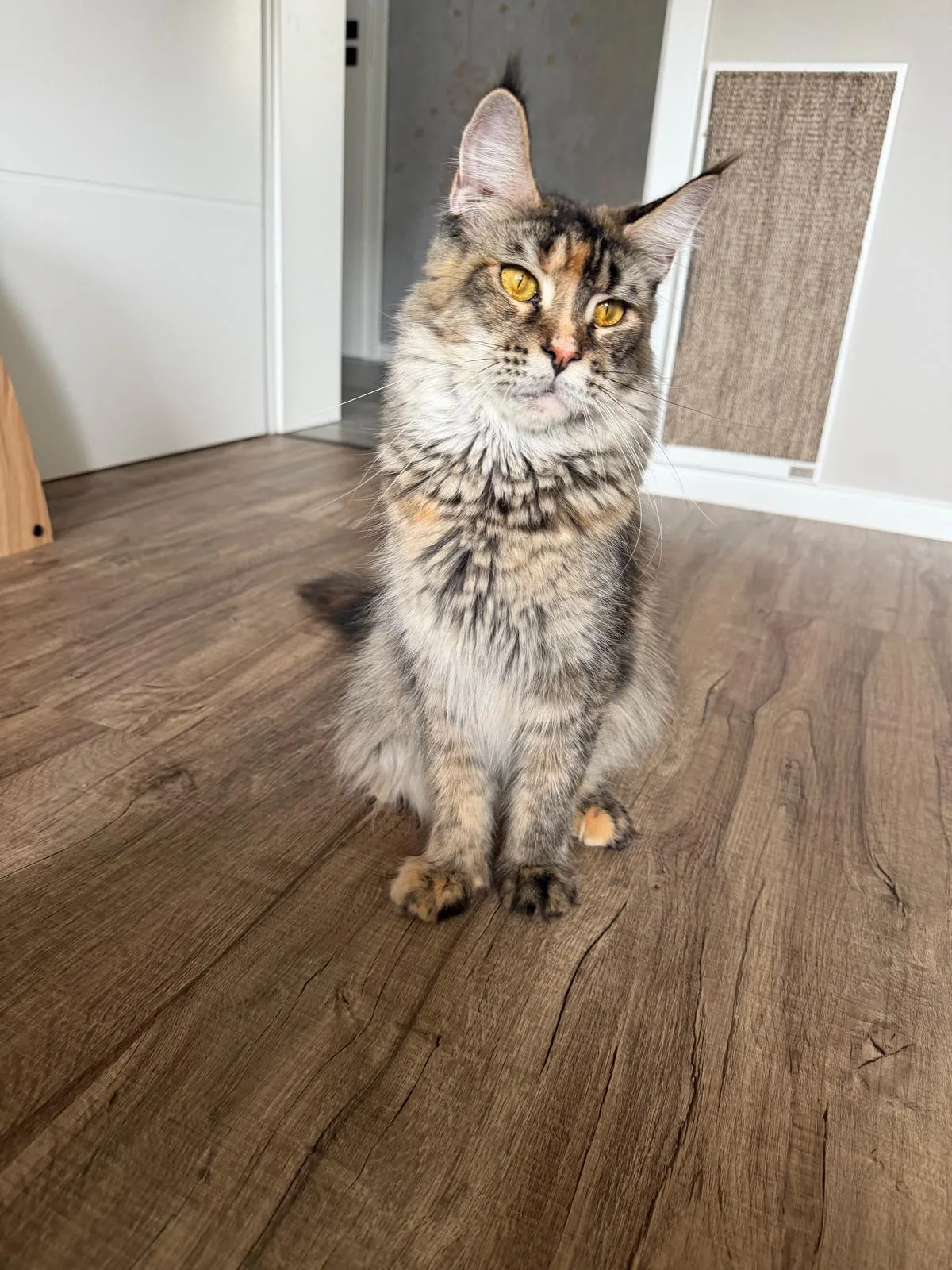 Wilma of Flamig Moon – Maine Coon, Black Torbie – Foto 4